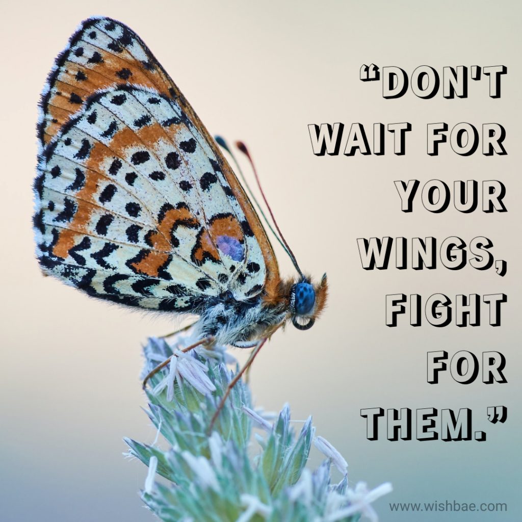 Inspirational butterfly quotes