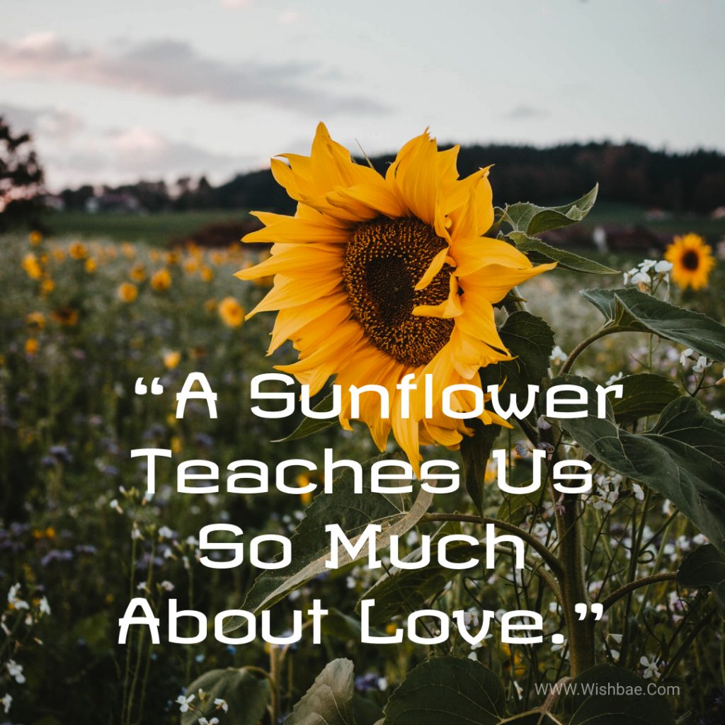 Sunflower quotes love