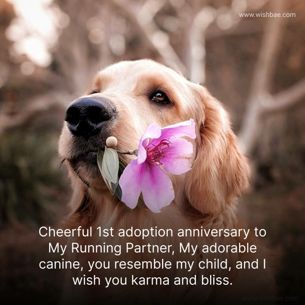 dog adoption anniversary