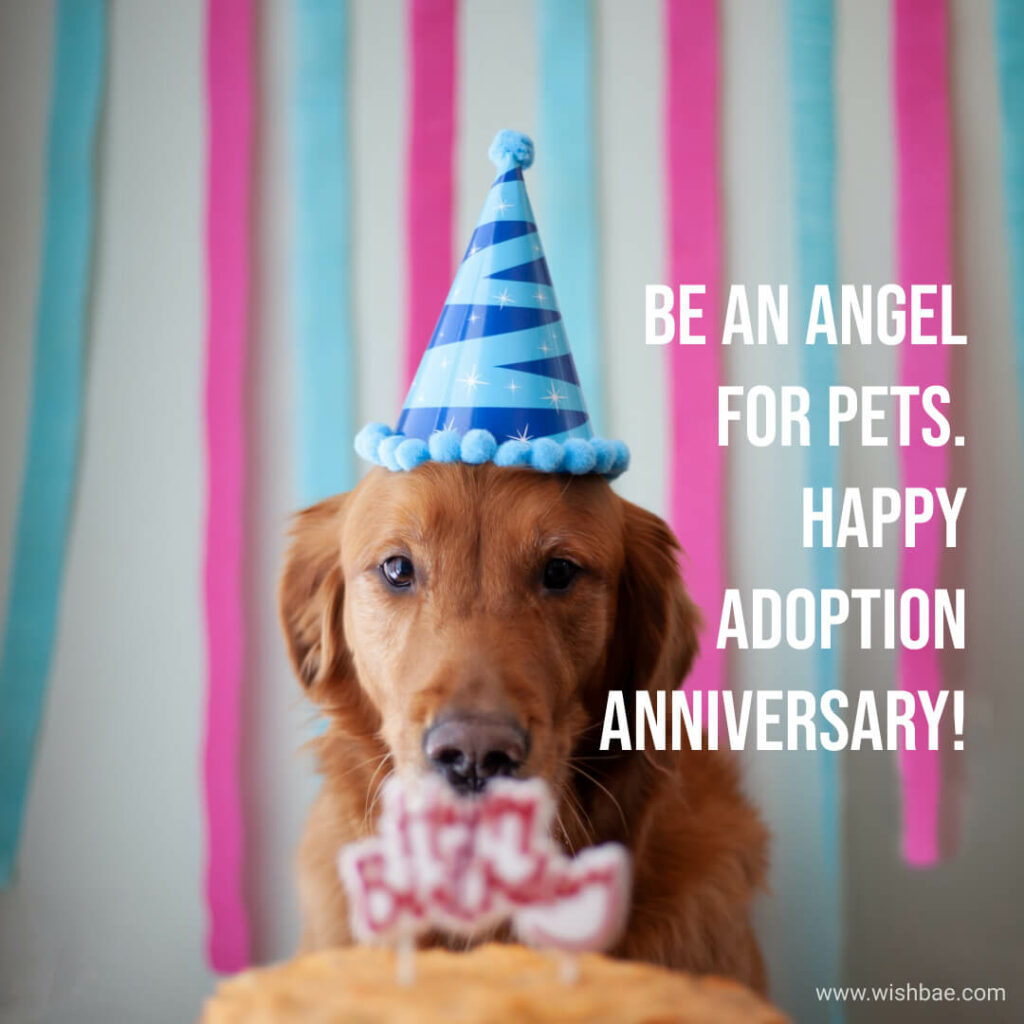 dog adoption anniversary ideas