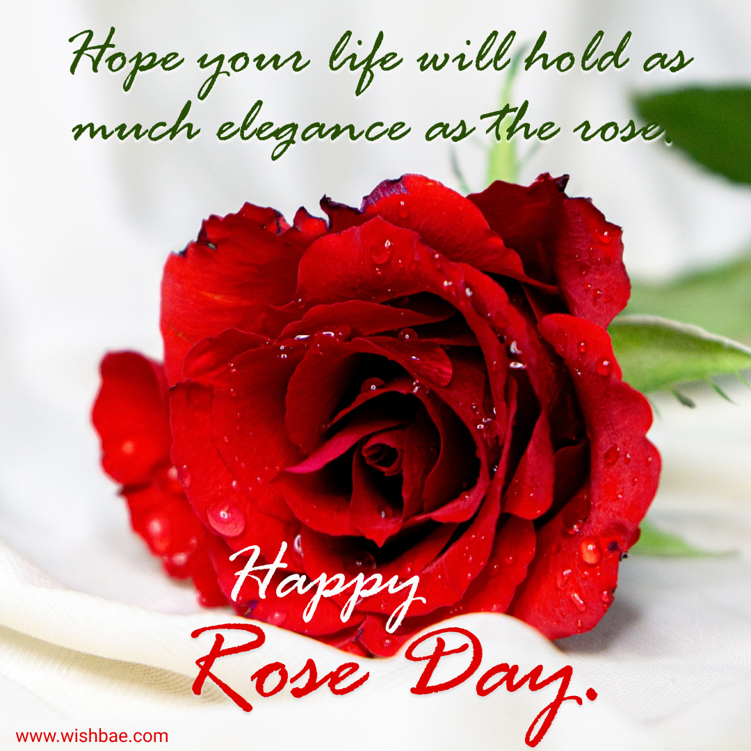 happy rose day 2022 images