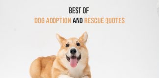 dog adoption quotes