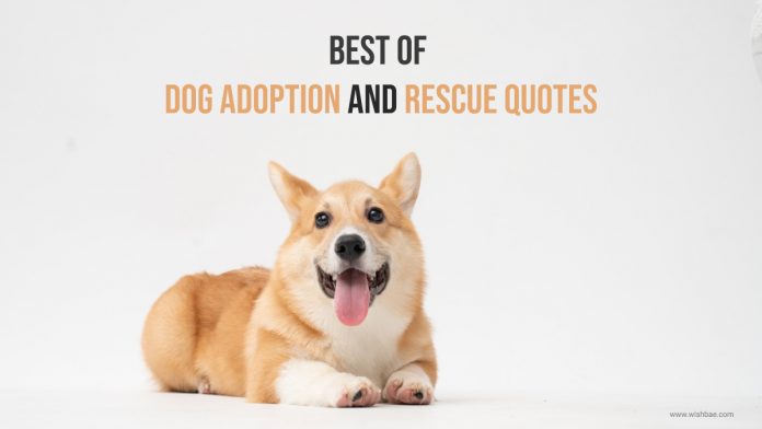 dog adoption quotes