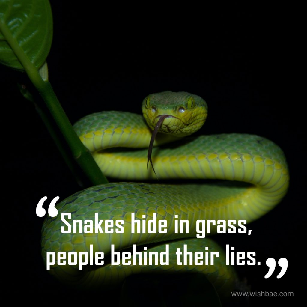 Fake friends snake Quotes