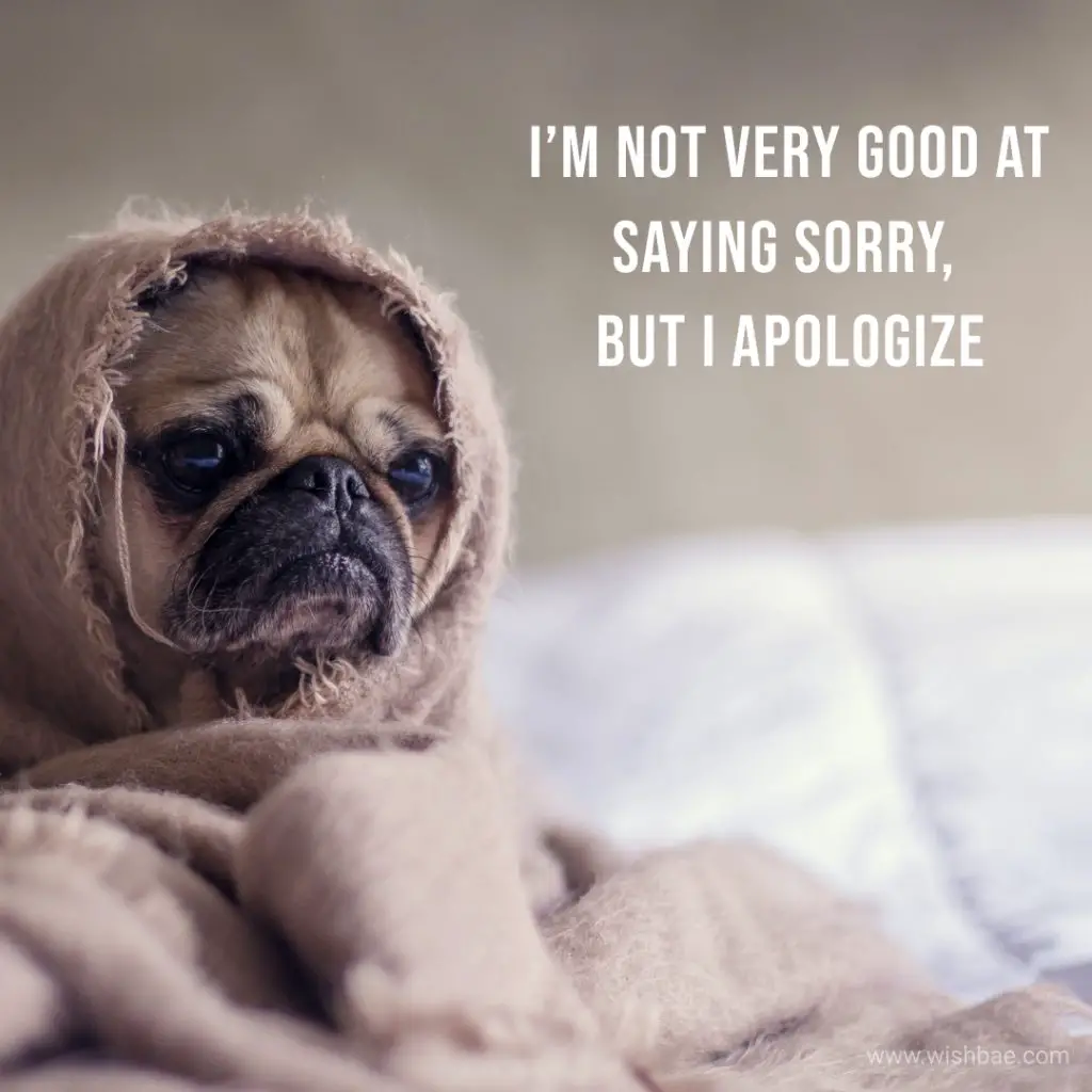 Sorry quotes in English