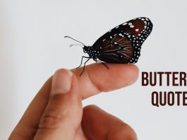 butterfly quotes