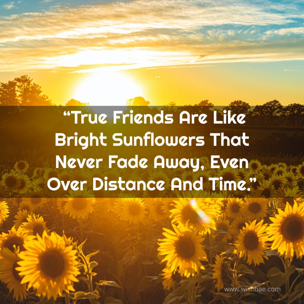 quotes about sunflower