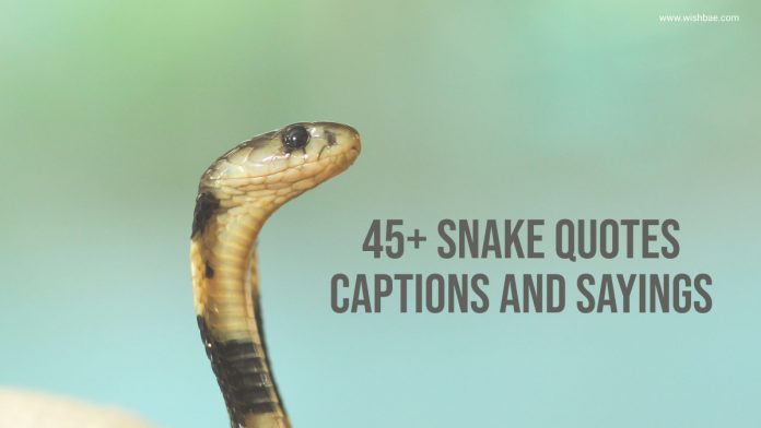 snake quotes