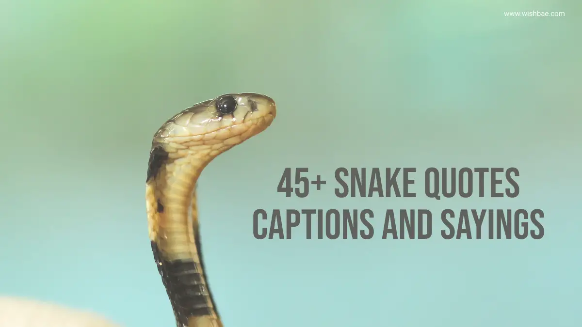 45+ Snake Quotes, Captions and Sayings - WishBae
