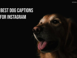 60+ Best Dog Captions for Instagram