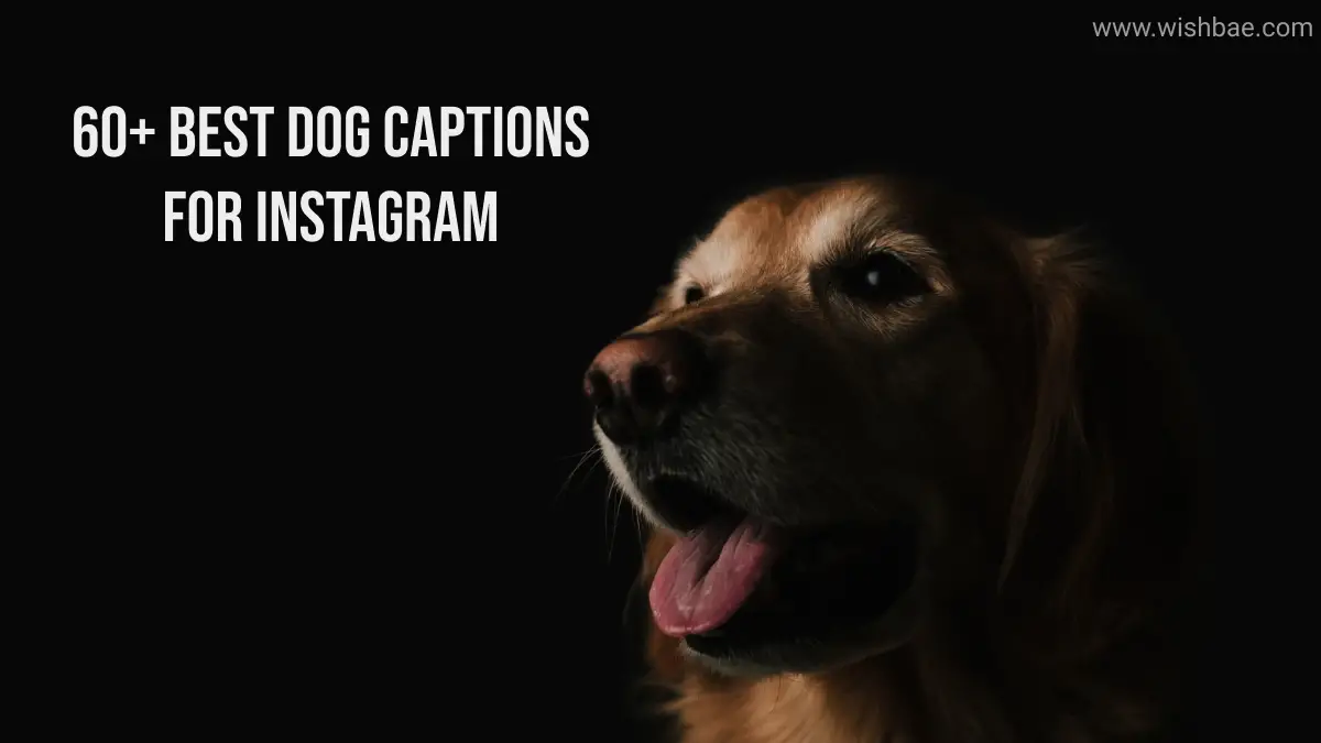 60+ Best Dog Captions for Instagram - WishBae