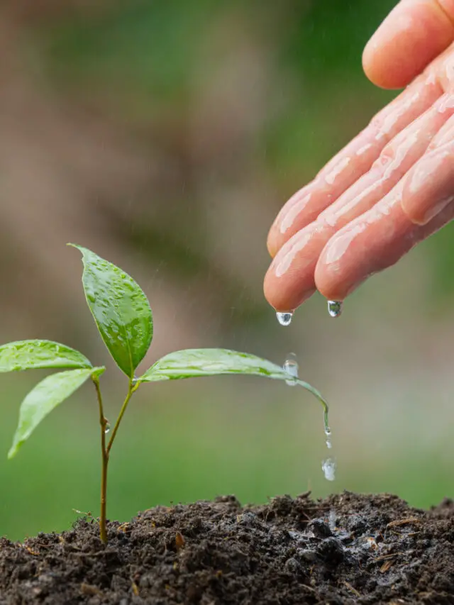 cropped-close-up-picture-hand-watering-sapling-plant-scaled-1.jpg