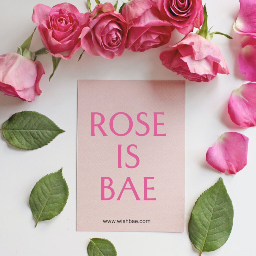 pink rose caption