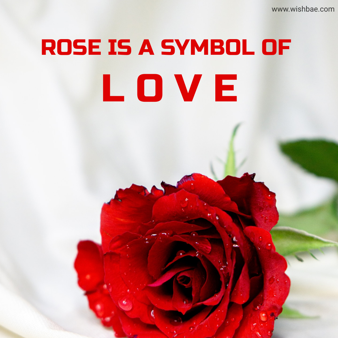 100+ Rose Captions and Quotes for Instagram [2023]