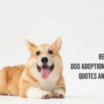 Dog Adoption Anniversary Quotes