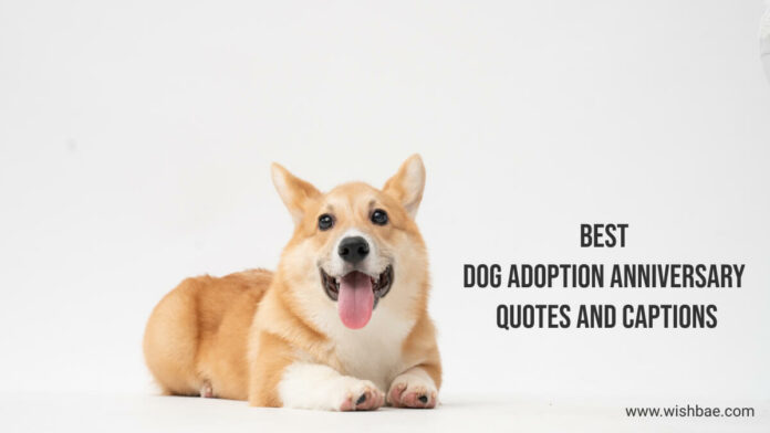Dog Adoption Anniversary Quotes