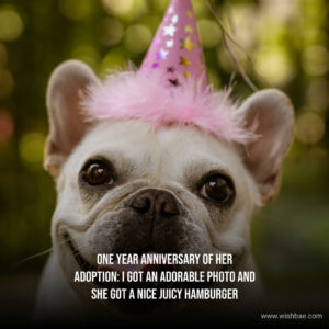 Best Dog Adoption Anniversary Quotes and Captions 2024