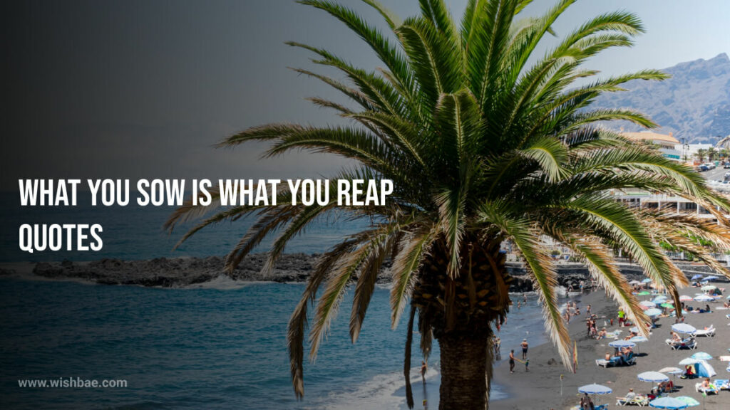 what you sow is what you reap quotes